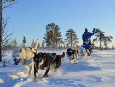 Kiruna: Self-drive Husky Morning Tour