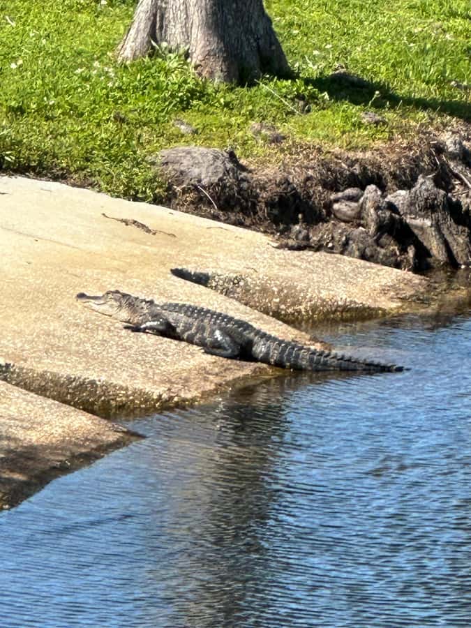 Kissimmee: Self-Guided Lakefront Tour on All Electric Bike - Choosing throttle, pedal-assist, or gears
