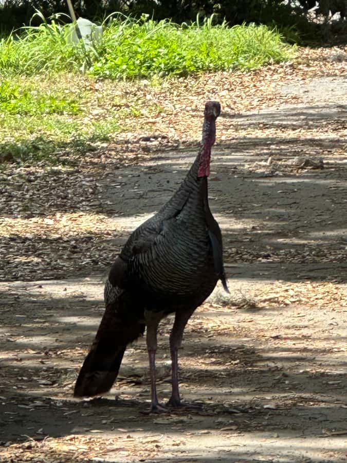 Kissimmee: Self-Guided Lakefront Tour on All Electric Bike - Wildlife watching without a packed schedule
