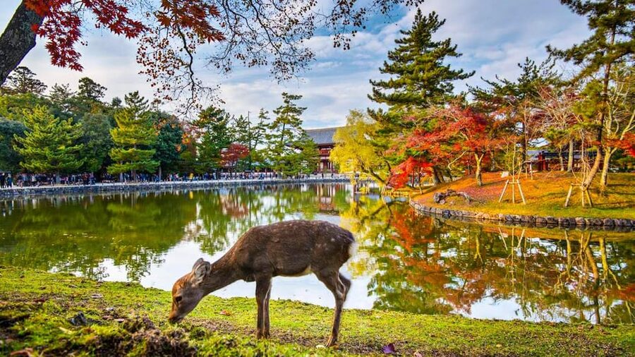 Kyoto/Osaka: Nara Customizable Self-Guided Tour with Driver - Key points at a glance