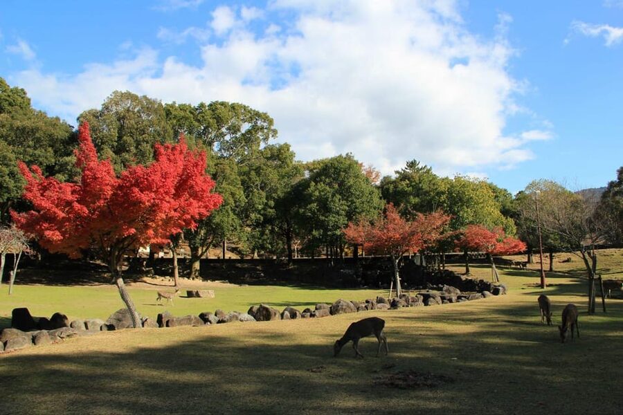 Kyoto/Osaka: Nara Customizable Self-Guided Tour with Driver - What $509 Means for a Group of Six