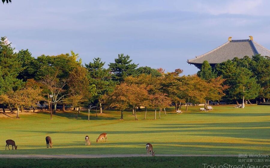 Kyoto/Osaka: Nara Customizable Self-Guided Tour with Driver - Mount Wakakusa for a Change of Pace