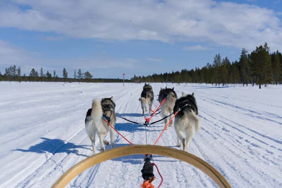 Levi: 5km Self-Driven Husky Ride, Hot drinks & doughnuts - Key points to know before booking