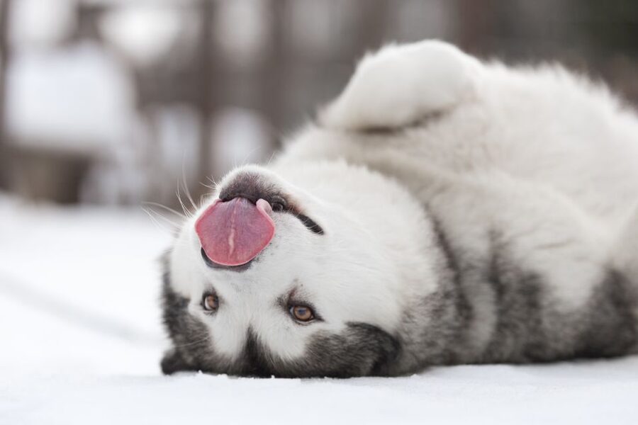 Levi: 7 km Self-Drive Husky Sledding Adventure - Key points to know before booking