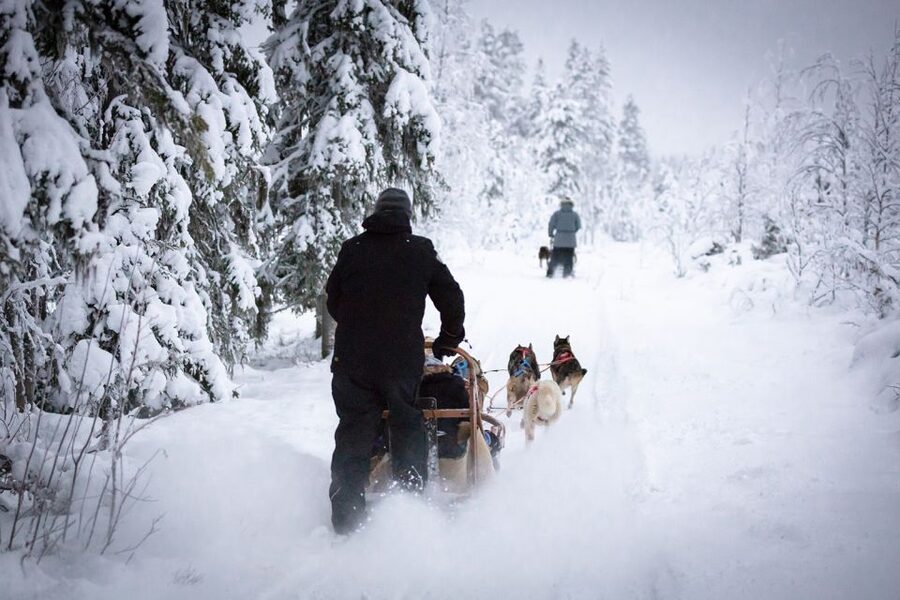 Levi: 7 km Self-Drive Husky Sledding Adventure - Taking control of a husky sled near Levi