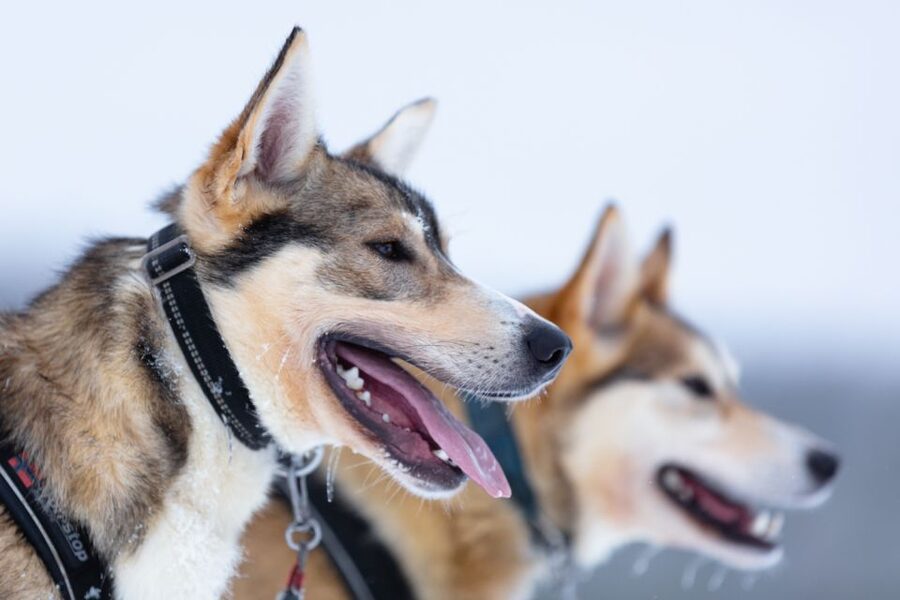 Levi: 7 km Self-Drive Husky Sledding Adventure - Meeting the dogs before the run