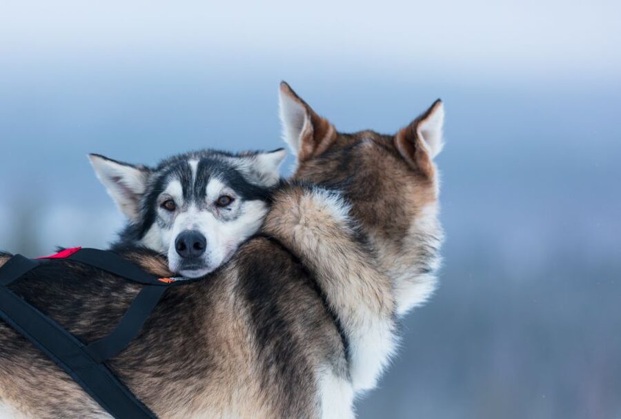 Levi: 7 km Self-Drive Husky Sledding Adventure - Staying warm at temperatures below freezing