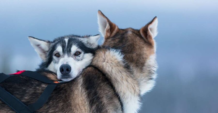 Levi: 7 km Self-Drive Husky Sledding Adventure - From Levi pickup to the husky farm