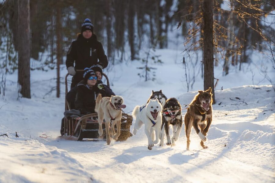 Levi: Husky Adventure Self-Drive Safari 15km - Key points to know before booking