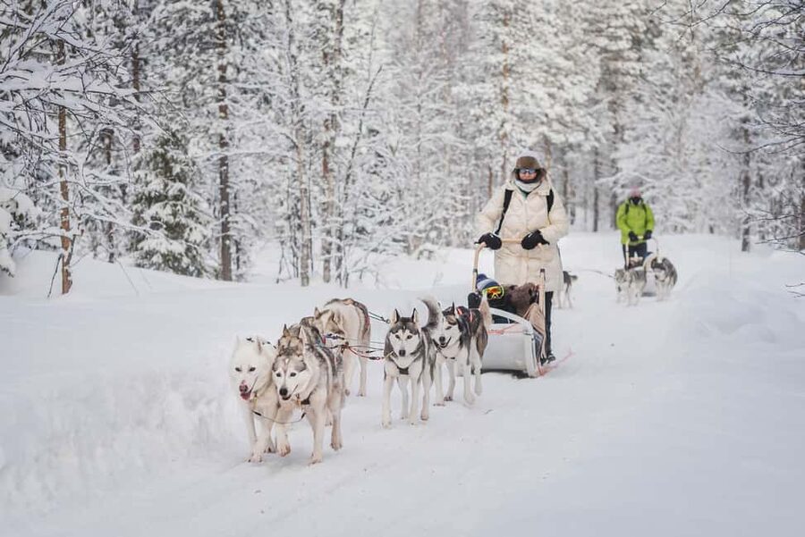 Levi: Husky Adventure Self-Drive Safari 15km - Driving your own husky sled near Levi