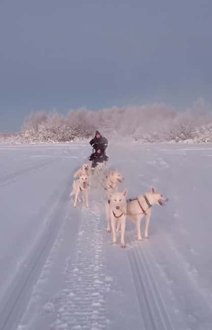 Levi: Self-Drive 2 KM Husky Sledding Experience - Learning to drive before the 2 km trail