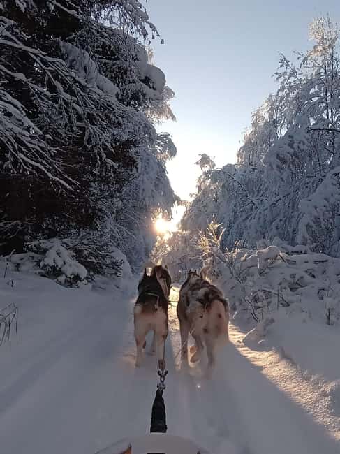 Levi: Self-Drive 2 KM Husky Sledding Experience - Meeting the dogs after the ride