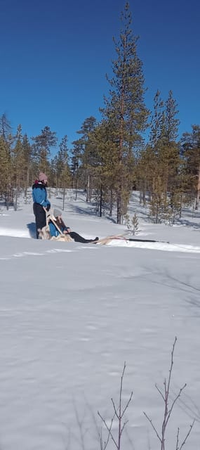 Levi: Self-Drive 5 KM Husky Sledding Experience - Taking the Driver’s Place Behind the Huskies