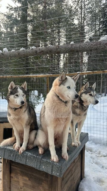 Levi: Self-Drive 5 KM Husky Sledding Experience - Warming Up in the Traditional Jurta
