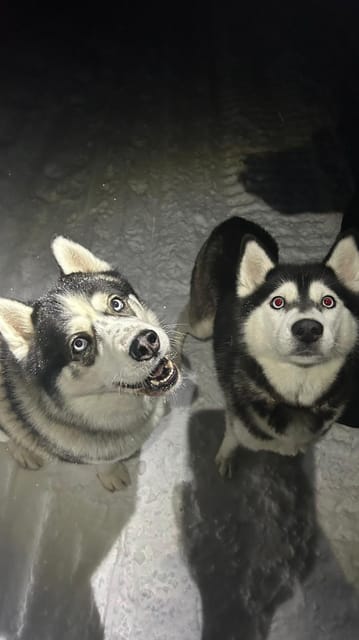 Levi: Self-Drive 5 KM Husky Sledding Experience - Meeting the Dogs at the Kennel