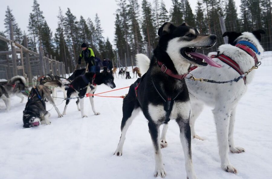 Levi: Self-Drive Guided Husky Tour - Key points to know before you book