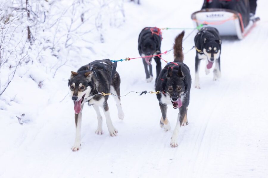 Levi: Self-Drive Guided Husky Tour - Starting at Hissitie 11 in central Levi