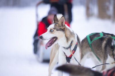Levi: Self-Drive Guided Husky Tour