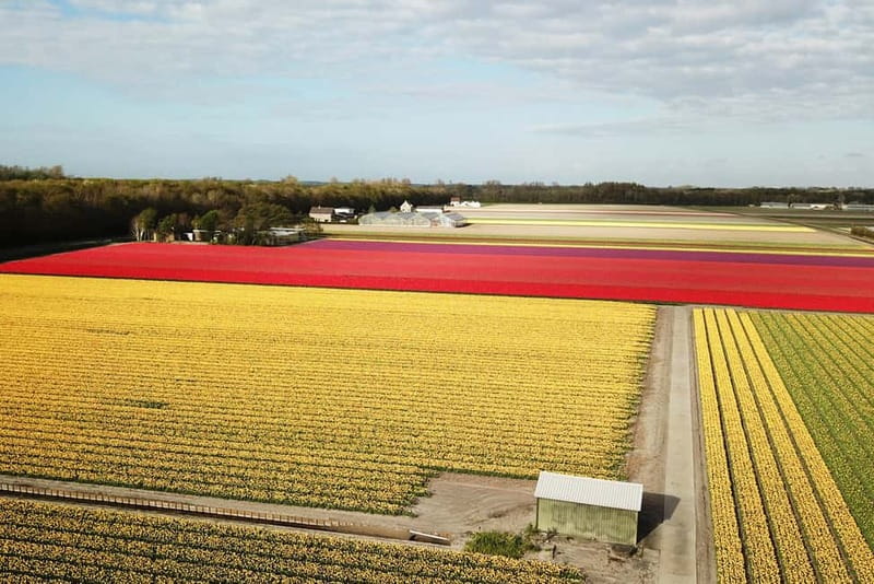 Lisse: Self-Guided Tulip Fields GPS Audio Tour - Why This Twizy Ride Feels Different From Keukenhof