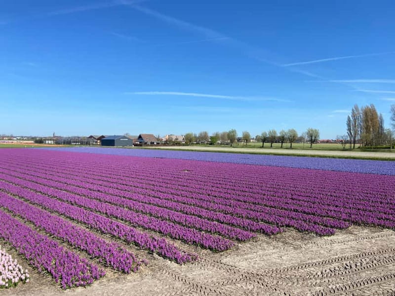 Lisse: Self-Guided Tulip Fields GPS Audio Tour - Should You Book the Lisse Twizy Tour?