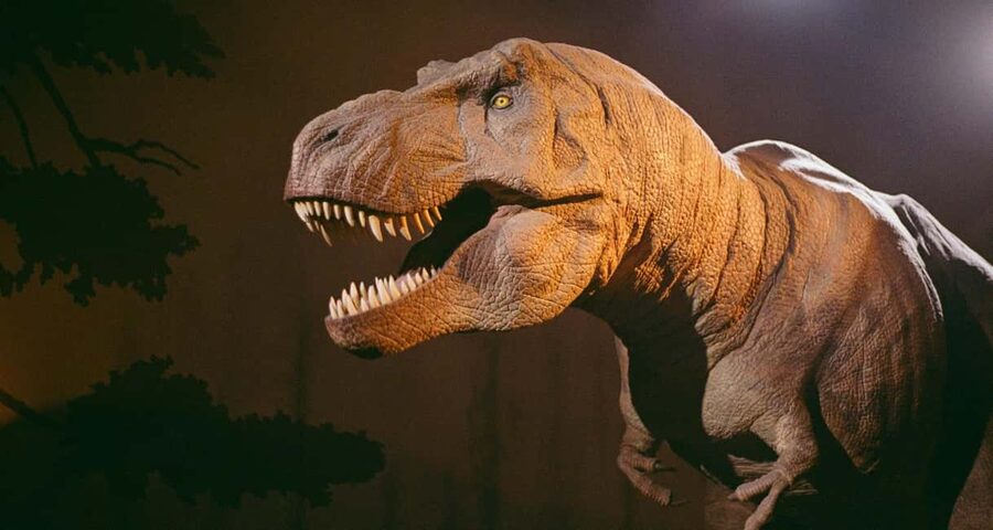 London: Natural History Museum Express Tour & Audio App - Should you book the Natural History Museum Express Tour?