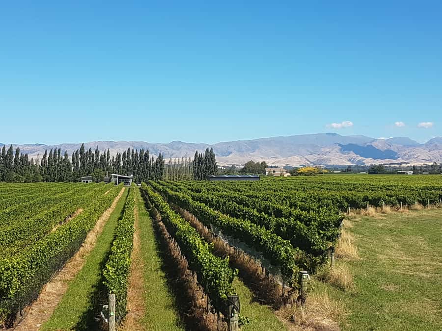 Marlborough: Half Guided and Half Self-Guided Bike Wine Tour - Lunch and the three-hour self-guided afternoon