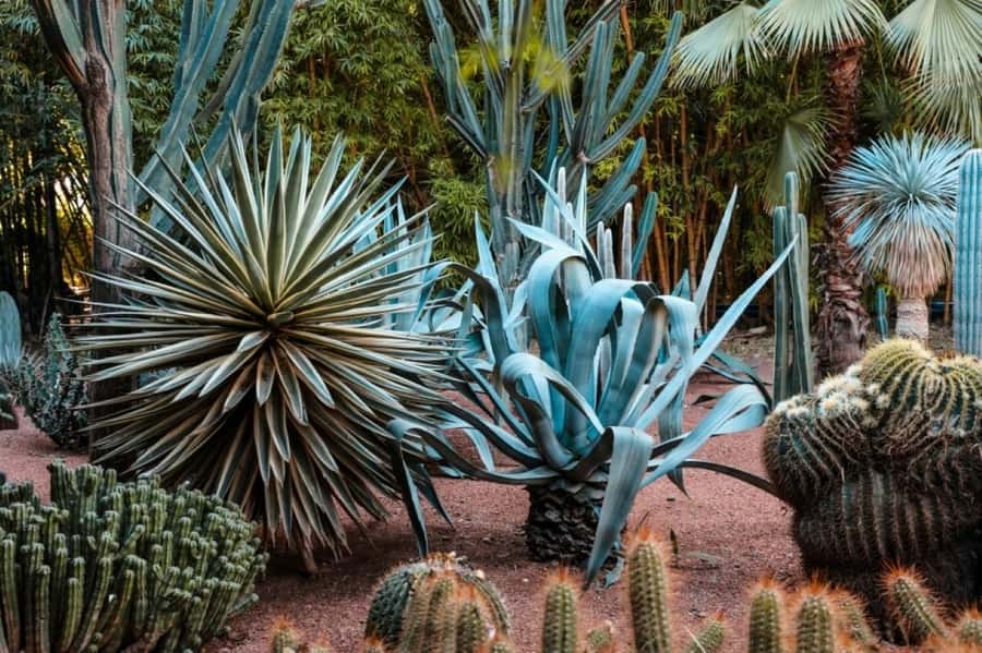 Marrakech: Majorelle Garden, Museums Tickets, & Audio Guide - Who will enjoy this experience most