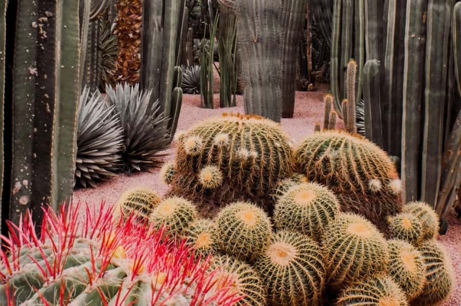 Marrakech: Majorelle Garden with a Digital Audio Guide App - Key points at a glance