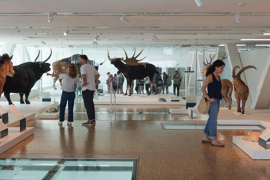 Marseille: Cosquer Cave Ticket & Panier District Audio Tour - Practical tips for a smoother visit
