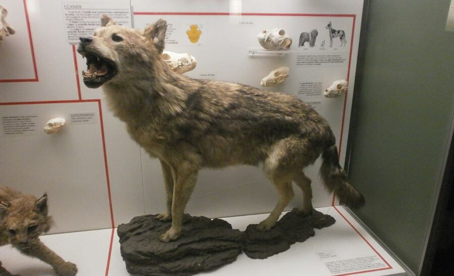 Milan: Natural History Museum Entry Ticket & Audio Guide - Minerals, animals, and plants under one roof