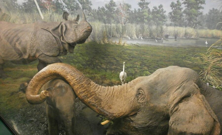Milan: Natural History Museum Entry Ticket & Audio Guide - More than 40 audio points on your own phone