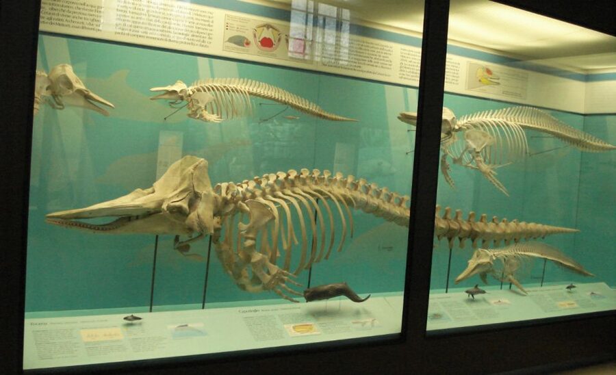 Milan: Natural History Museum Entry Ticket & Audio Guide - Fossils and the story of past life