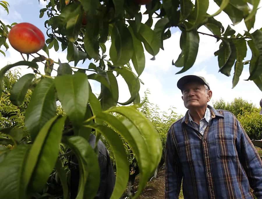 Modesto: Fruits and Roots Tour Driving Audio Guide Tour - Timothy Olyphant gives Modesto a familiar voice