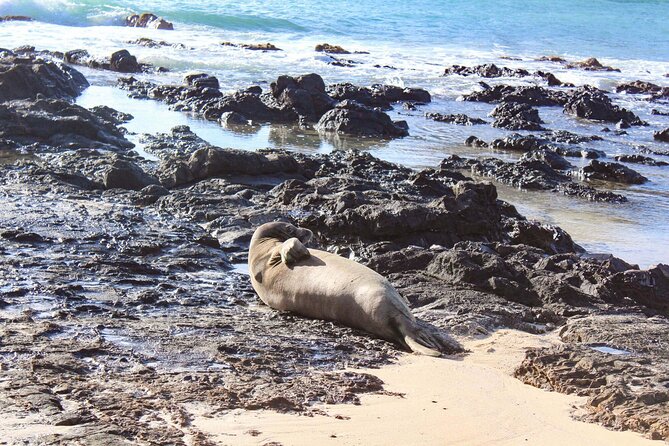 Mokulua Islands Self-Guided Kayak Adventure - Wildlife, timing, and the self-guided tradeoff