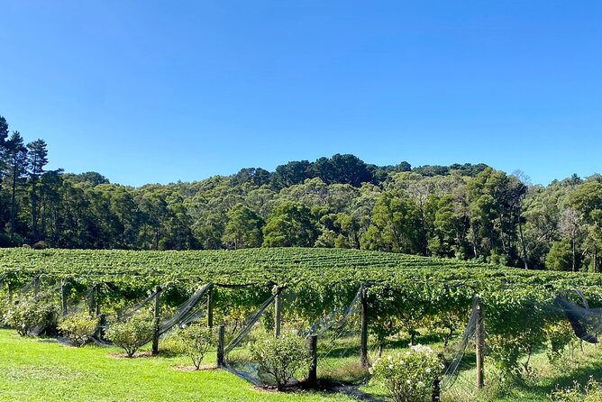 Mornington Peninsula Self-Guided Bike Tour | Food & Wine Region - Stonier Wines adds a final cold-climate tasting