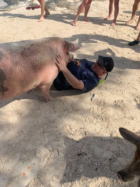 Nassau: Self-Drive Speedboat Ride and Pig Swimming Encounter - Final Call: Is It Worth Booking?