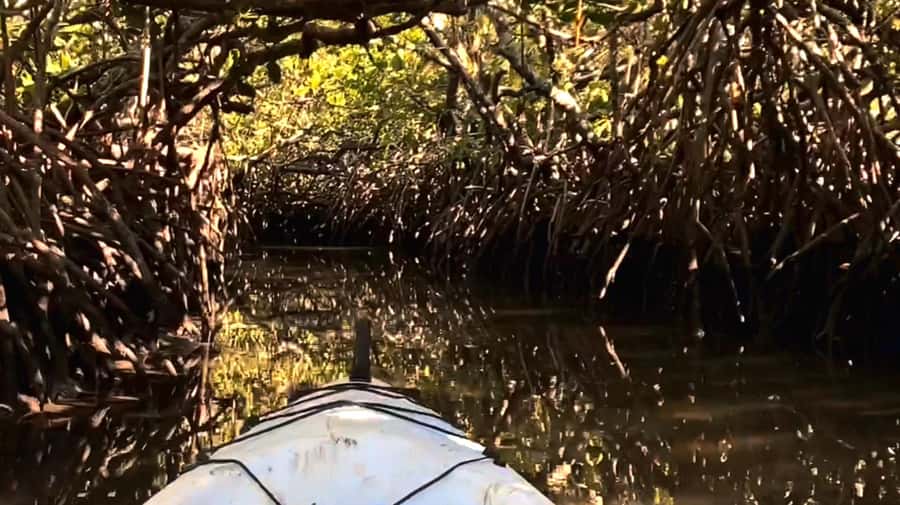 Noosa Heads: Hidden Waterways Wildlife Kayak (Self-Guided) - Key points at a glance