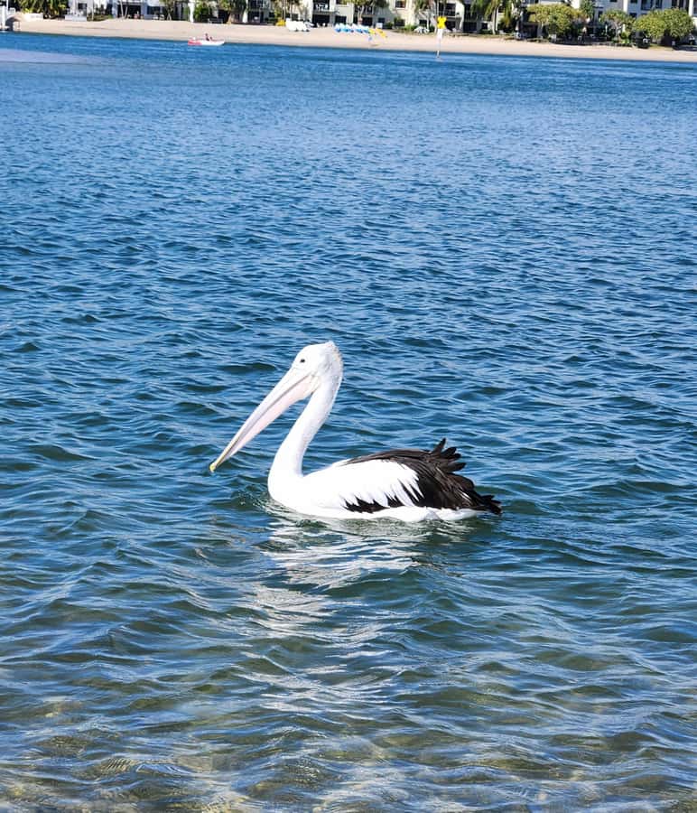 Noosa Heads: Hidden Waterways Wildlife Kayak (Self-Guided) - Watching birds and stingrays