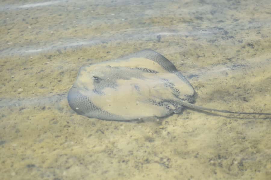 Noosa Heads: Hidden Waterways Wildlife Kayak (Self-Guided) - What the self-guided format is really like