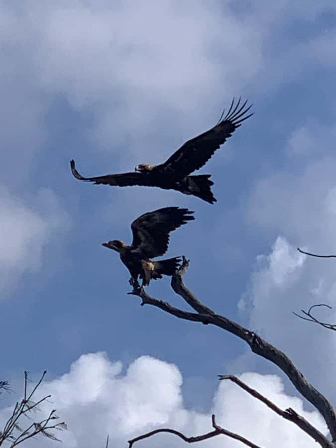 Noosa Heads: Hidden Waterways Wildlife Kayak (Self-Guided) - Weather can shape the day