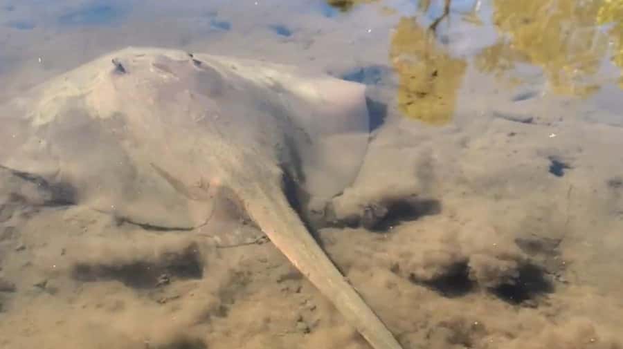 Noosa Heads: Hidden Waterways Wildlife Kayak (Self-Guided) - The briefing sets the tone