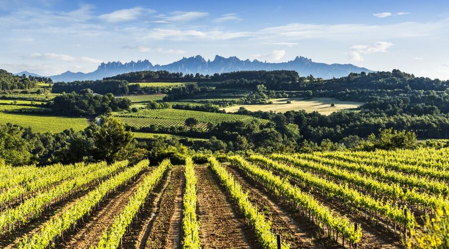 Penedès/BCN: Self-Guided eBike Tour with guided Winery Visit - What the $77 price buys you