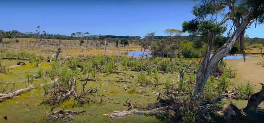 Phillip Island Driving Tour with an APP - Planning the Penguin Parade properly