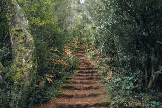 PR13 Vereda do Fanal Mystical Self-Guided Hiking with Transfer - Entering the Laurissilva forest