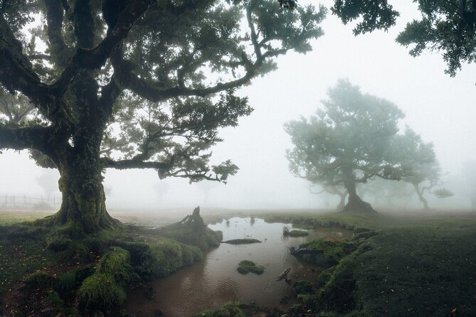 PR13 Vereda do Fanal Mystical Self-Guided Hiking with Transfer - Is $41.12 a fair price?