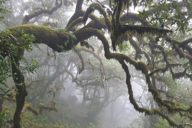 PR13 Vereda do Fanal Mystical Self-Guided Hiking with Transfer - Who should book PR13 Fanal
