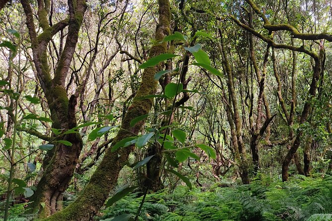 PR9 Caldeirão Verde Queimadas Levada Self-Guided Hiking Transfer - Waterfalls, rest stops, and the pace of the day