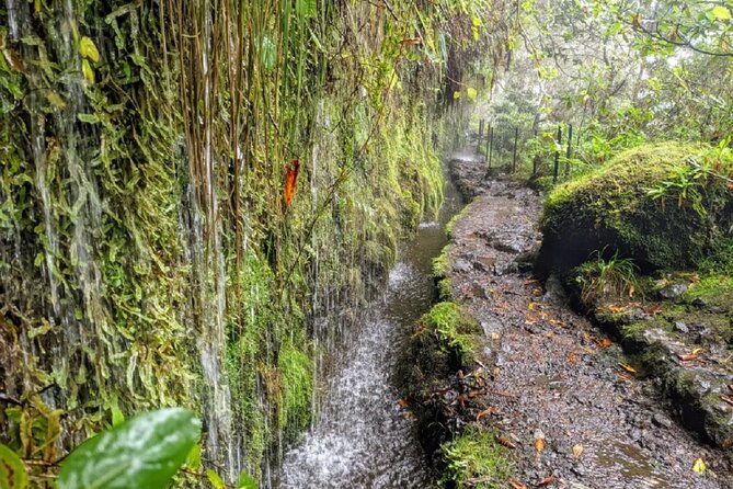 PR9 Caldeirão Verde Queimadas Levada Self-Guided Hiking Transfer - What the drivers add to the day