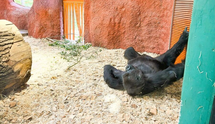 Prague: Prague Zoo Audio Guide with E-Ticket - Is $22 a fair price?
