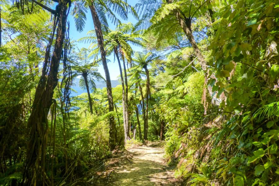 Queen Charlotte Track: Cruise & Self-Guided Hike from Picton - Timing, delays, and how to protect your day
